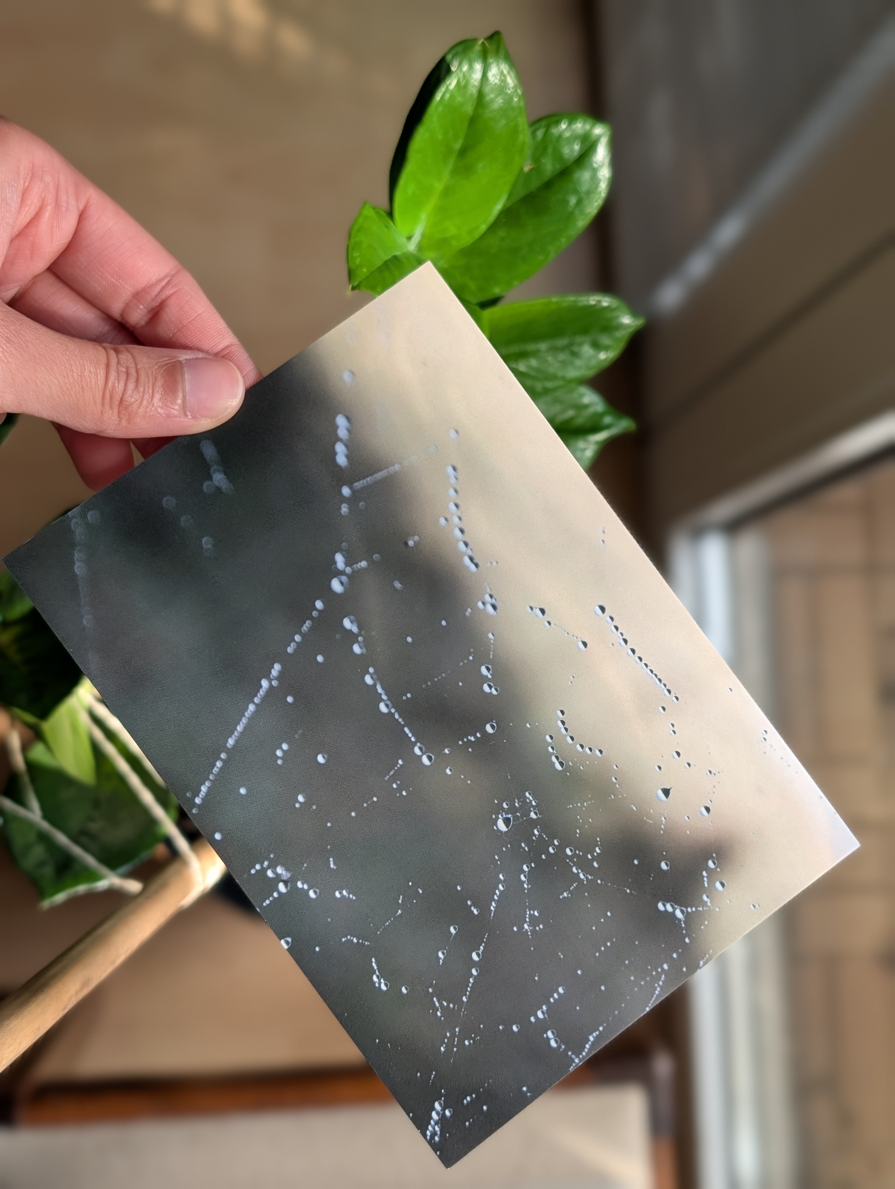 Postkartenmotiv: Dänemark, Spinnweben mit Tau