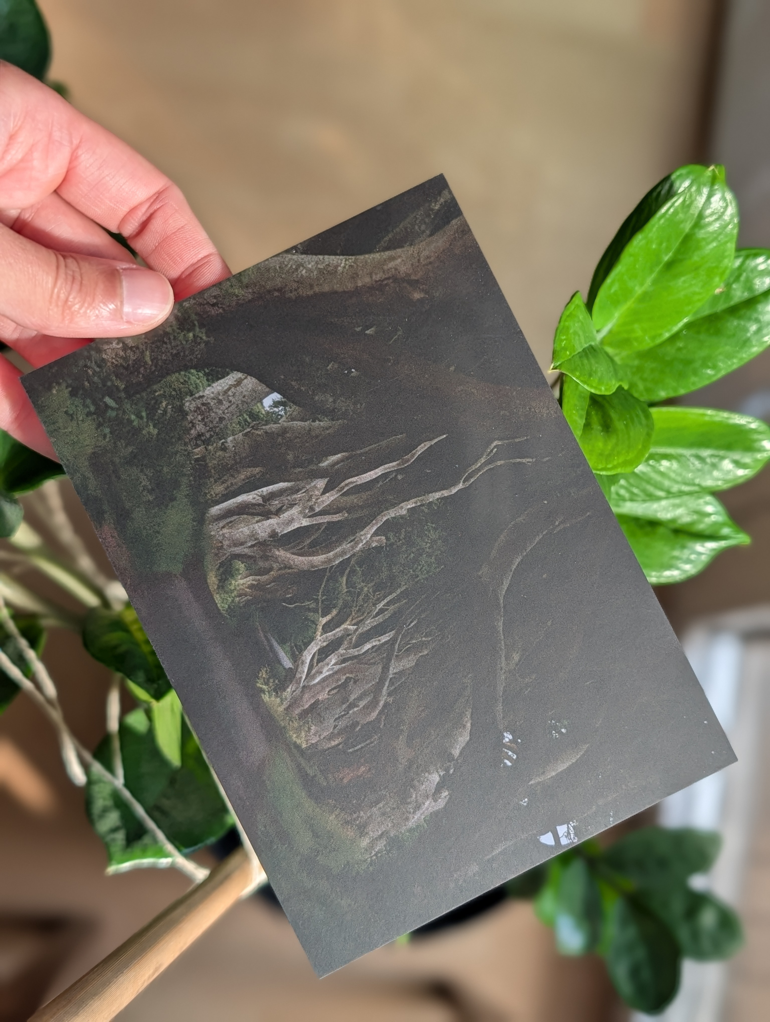 Postkartenmotiv: Nordirland, Dark Hedges