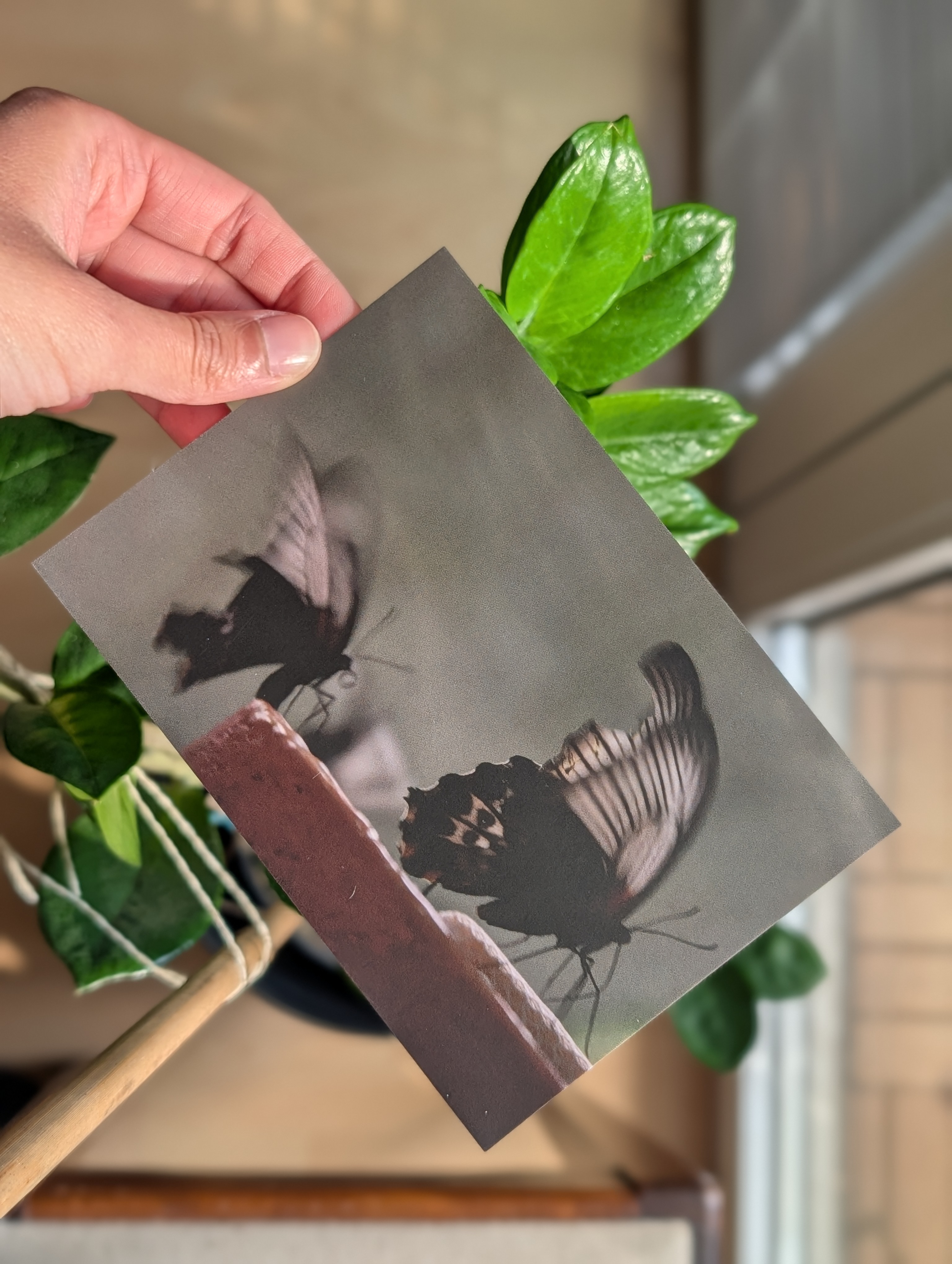 Postkartenmotiv: Dubai, Schmetterlinge