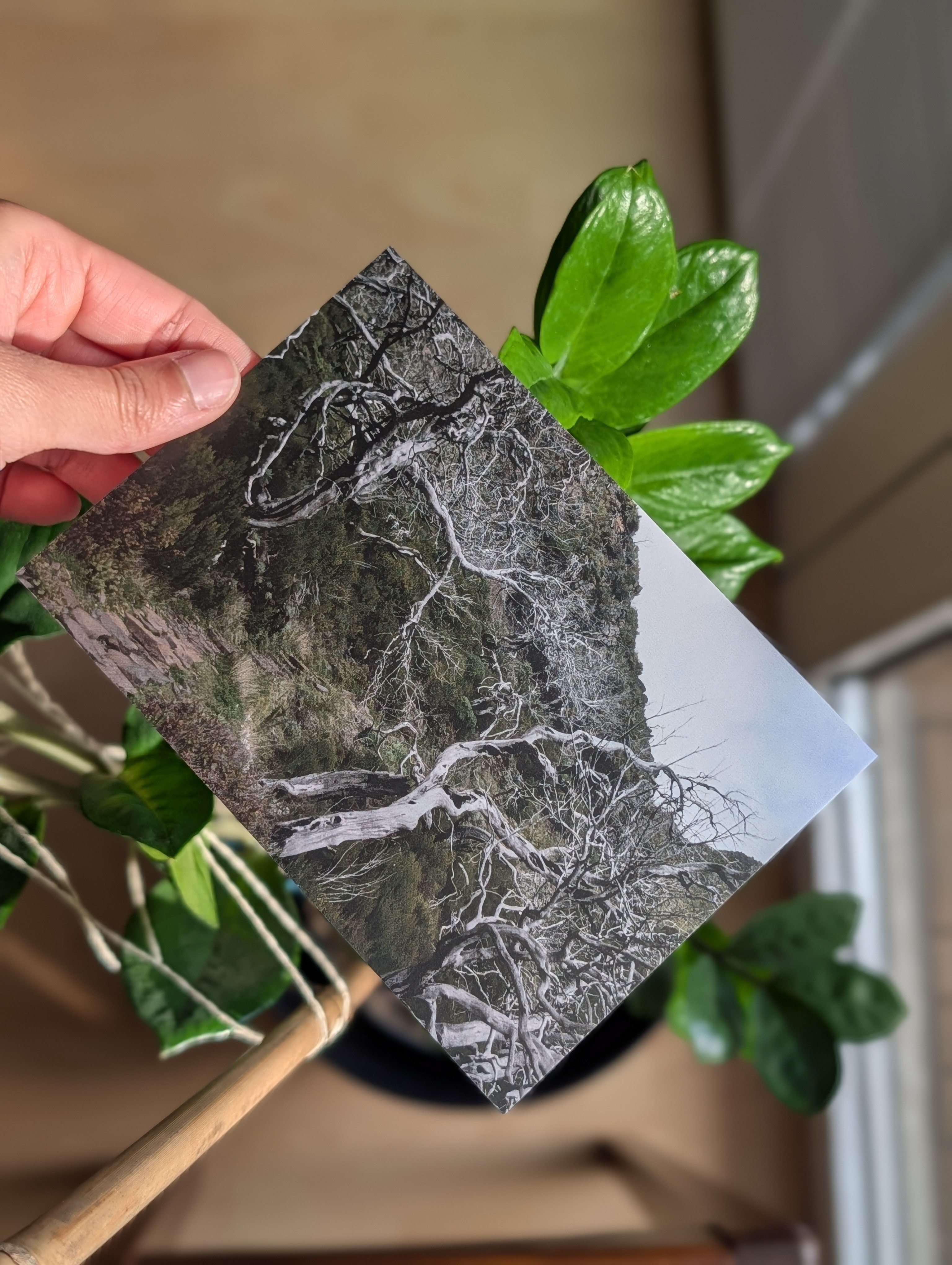 Postkartenmotiv: Madeira, Pico Ruivo