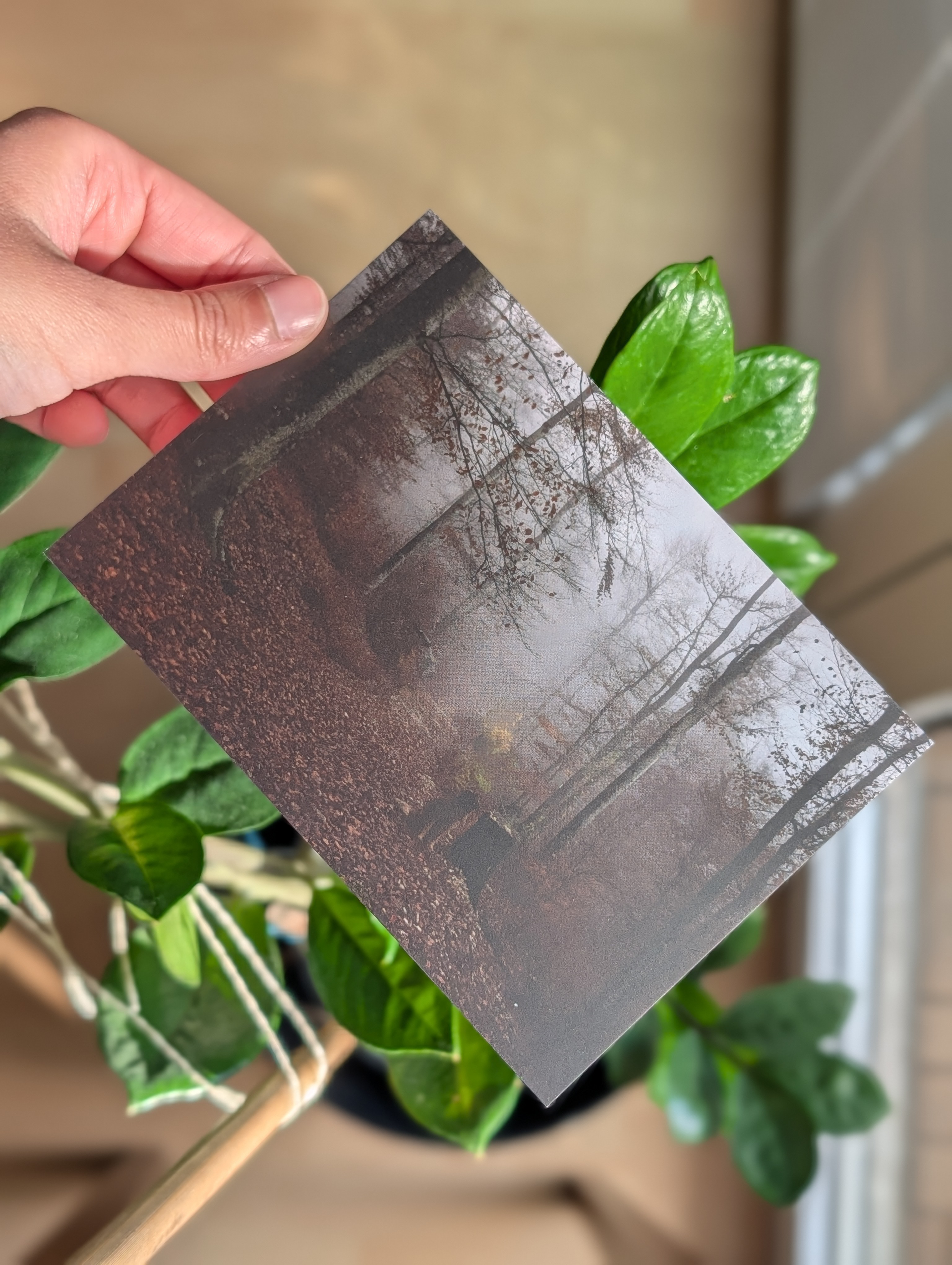 Postkartenmotiv: Kroatien, Naturpark Učka