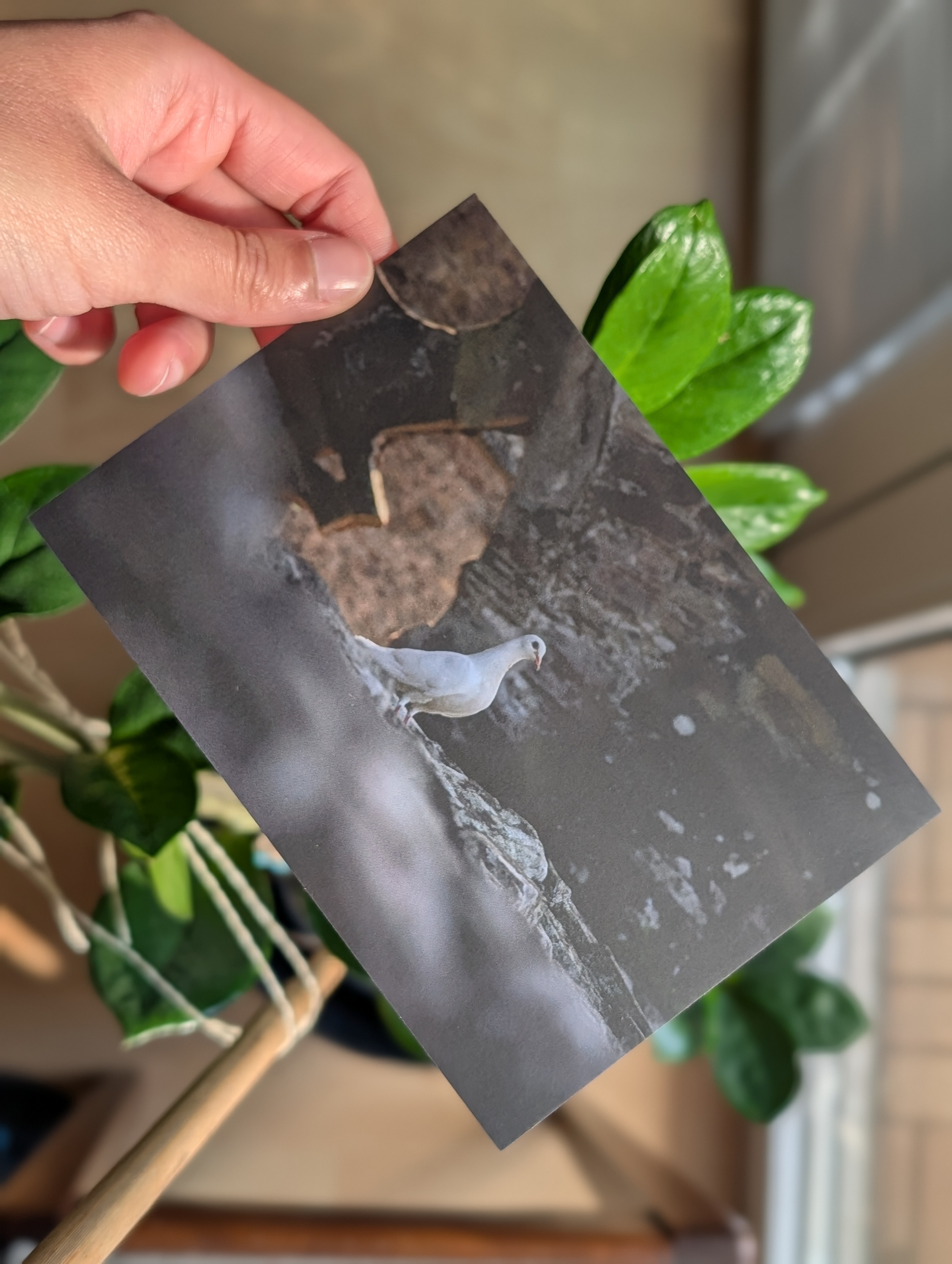 Postkartenmotiv: Wales, Taube in Tintern Abbey
