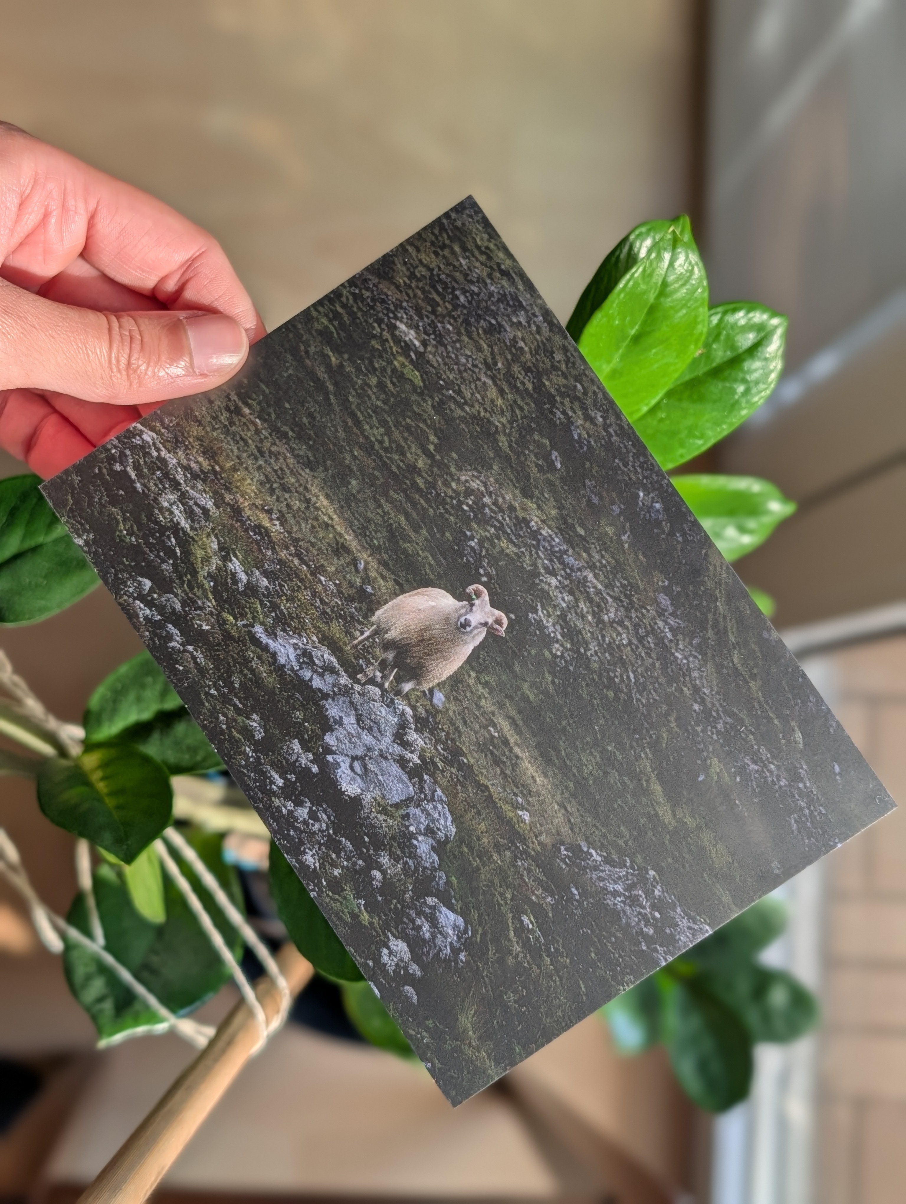 Postkartenmotiv: Island, Schaf in Landmannalaugar
