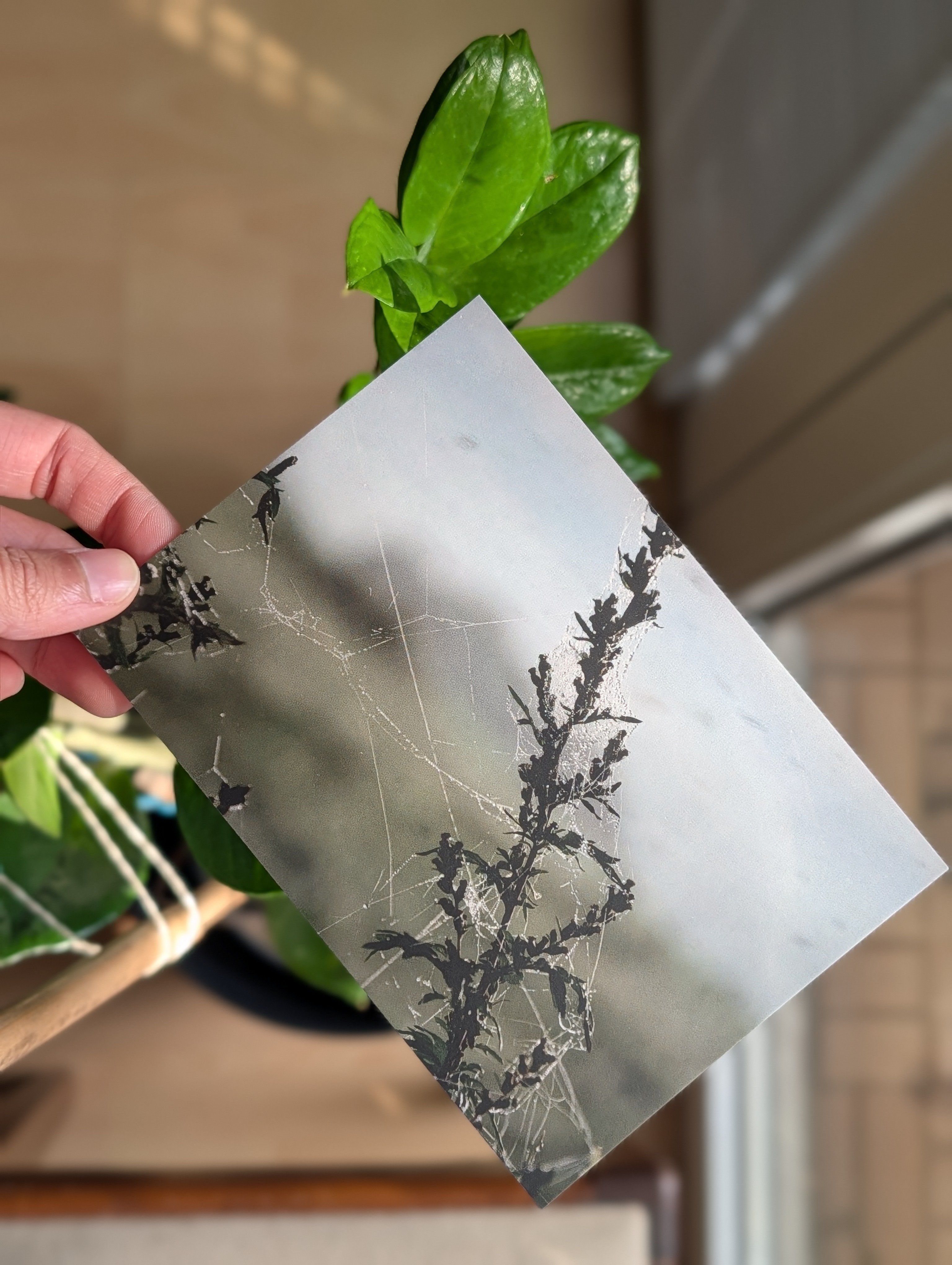 Postkartenmotiv: Dänemark, Pflanze mit Spinnweben